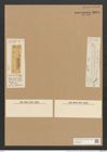 Amphora tessellata Grove et Sturt. (de-Toni-Nr.: Genus 36, Species 1613) Zeichnungen Sammlung Grunow Nr. 3094 (NHMW-BOT-W0370505)